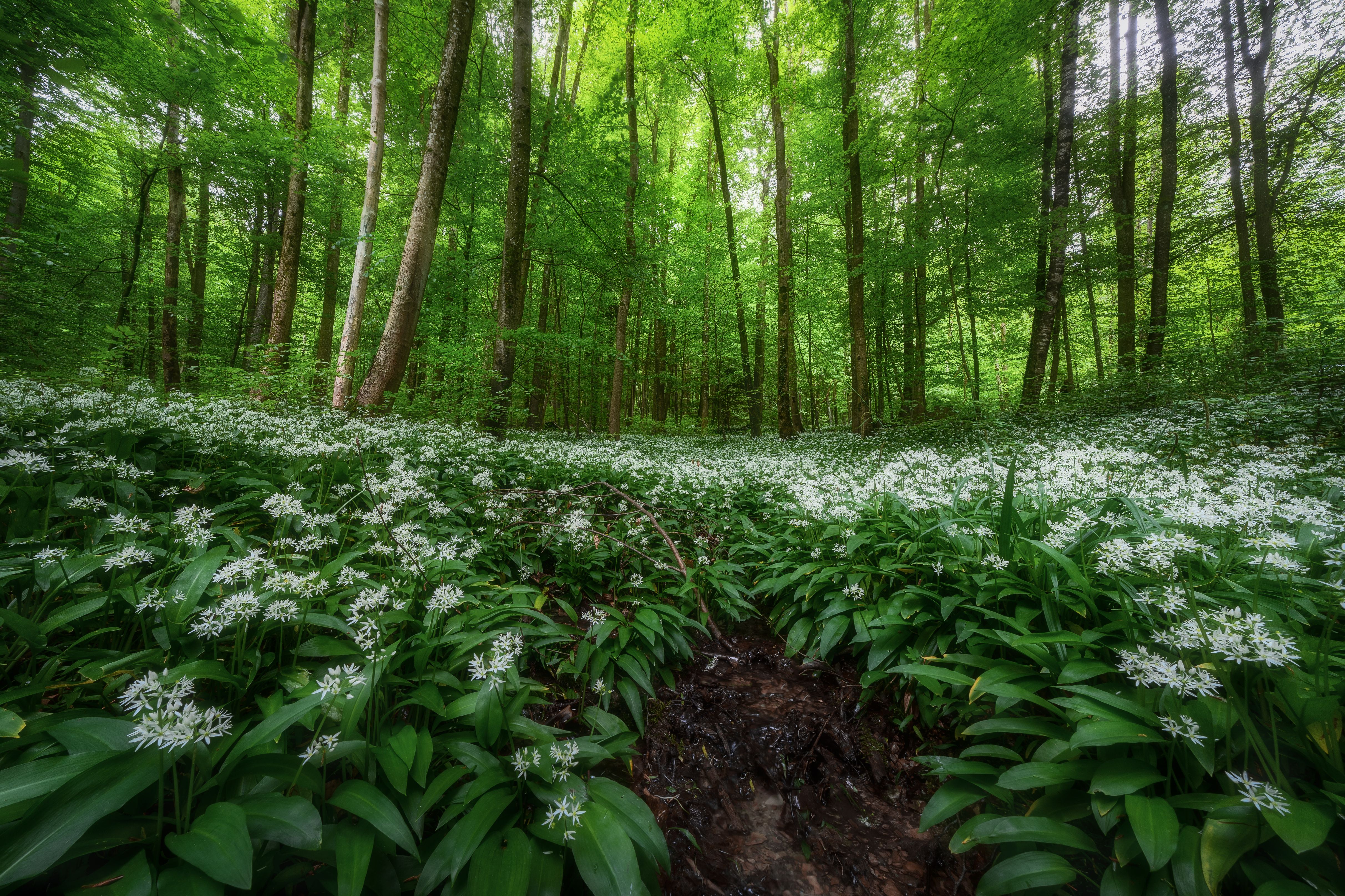 Ail des ours, forêt et printemps